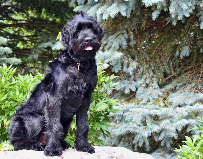 Zwarte Russische Terrier.