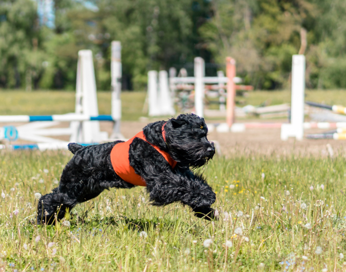 Zwarte Russische Terrier in actie.