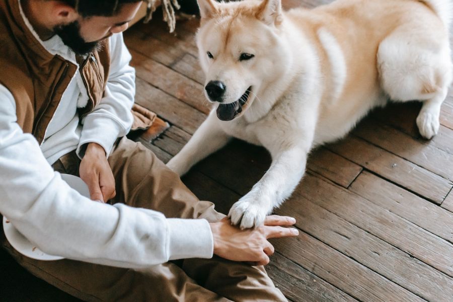 Een hond die met zijn hondenleider speelt. Honden zijn van nature vrolijk en speels, een apathische hond is een reden tot bezorgdheid.