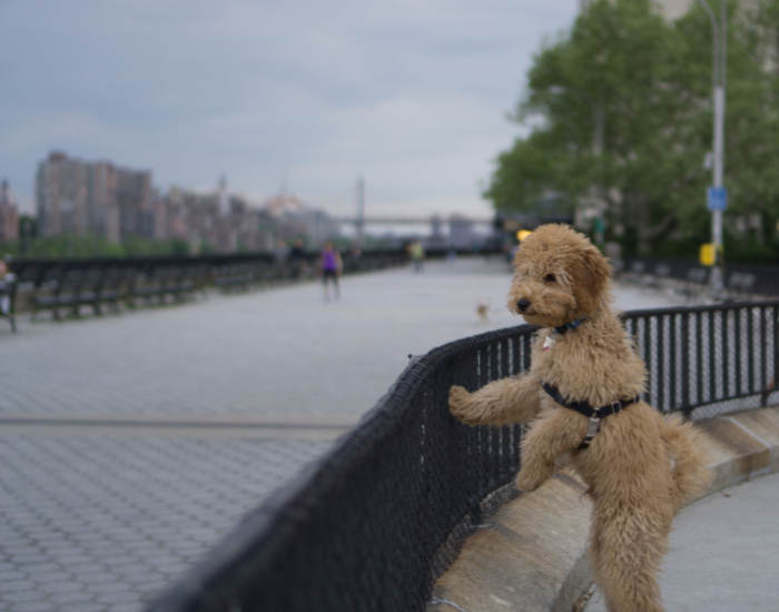 De hond is weggelopen.