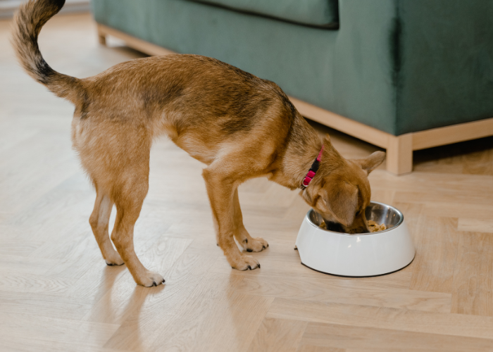 Kan een hond vis eten?