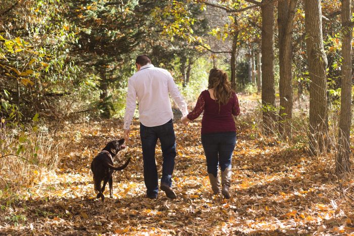 Labrador tijdens een wandeling in het bos.