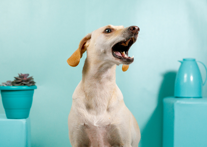 De hond geeft zijn stem.