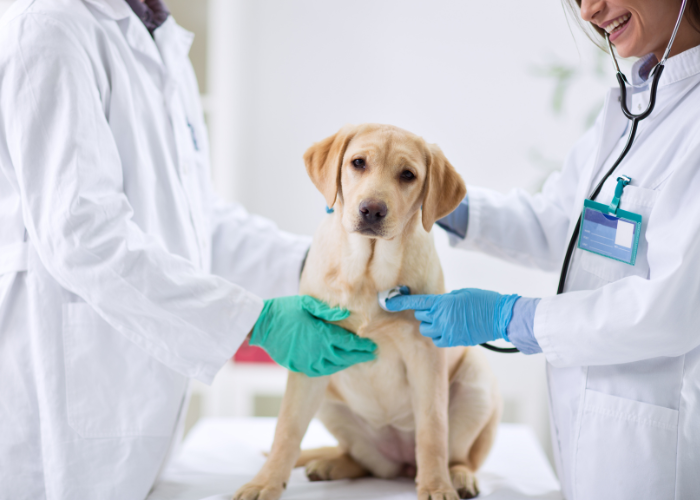 Behandeling van een hond met depressies.