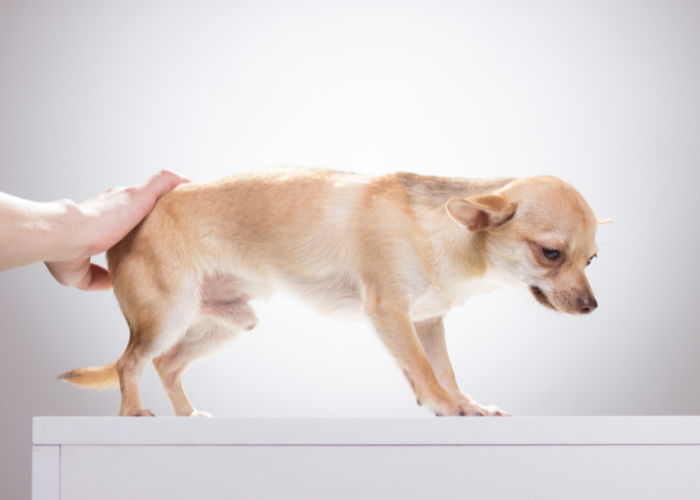 Chihuahua met depressie.