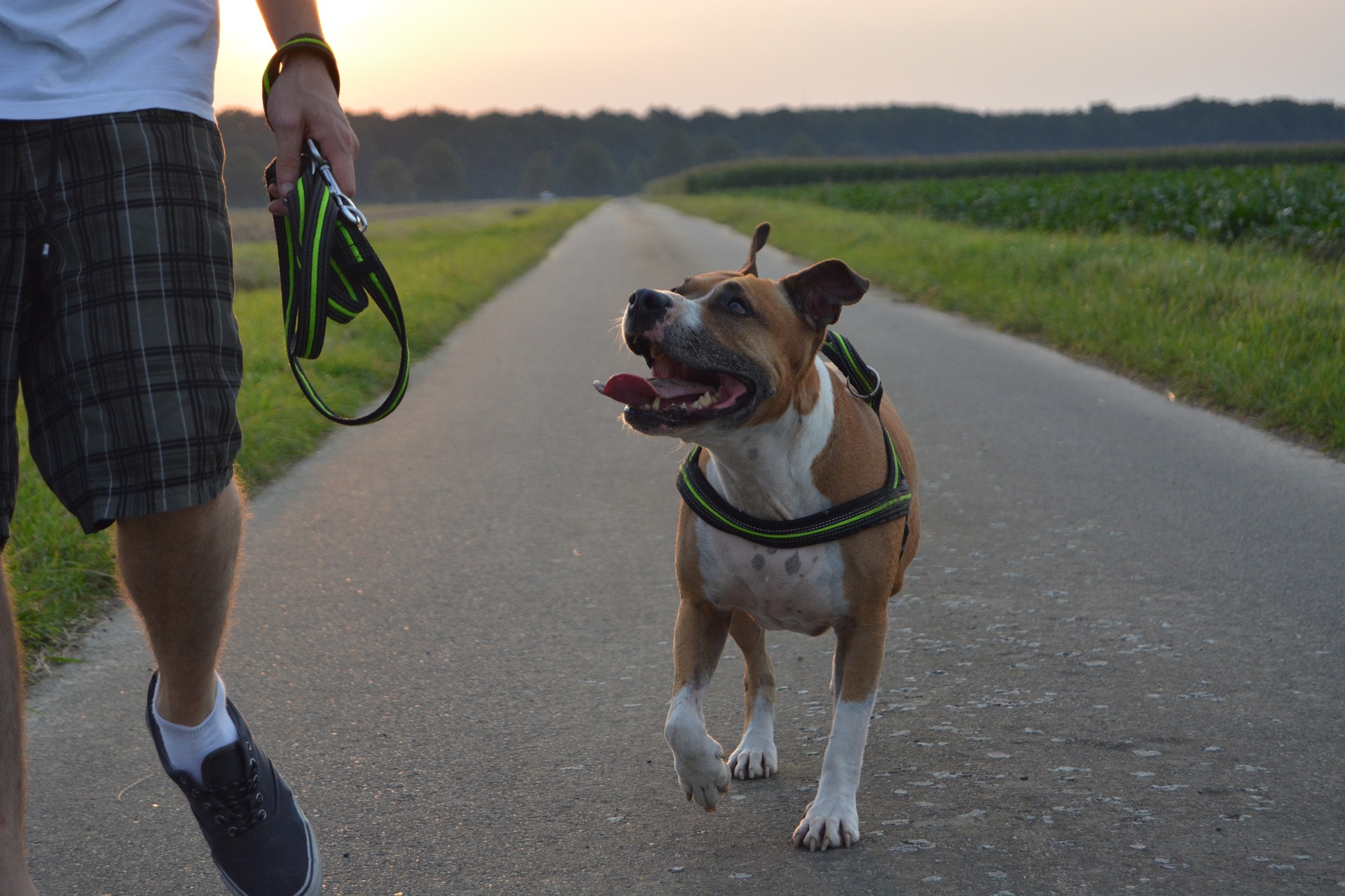 Aangezien de American Pitbull Terrier ooit als vechthond werd gefokt, heeft hij een lage drempel voor geduld, moet hij van jongs af aan goed worden opgevoed en is hij niet aan te raden voor onervaren eigenaren.