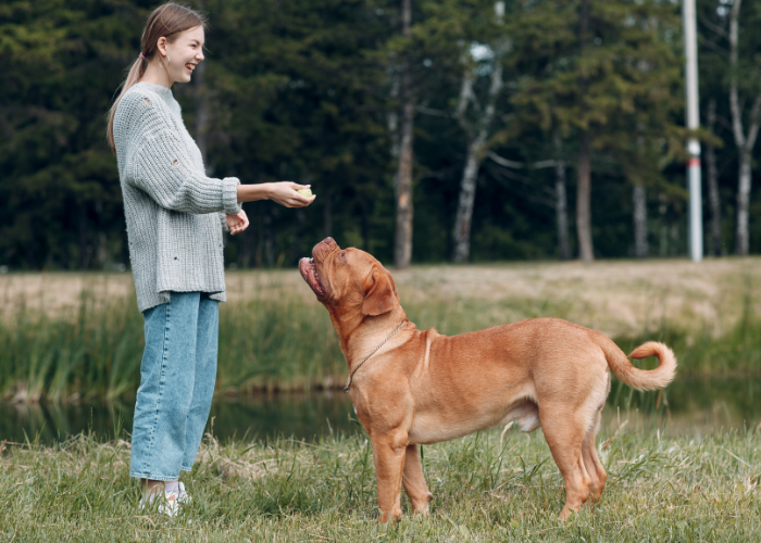 Bordeauxdogge bij het trainen.
