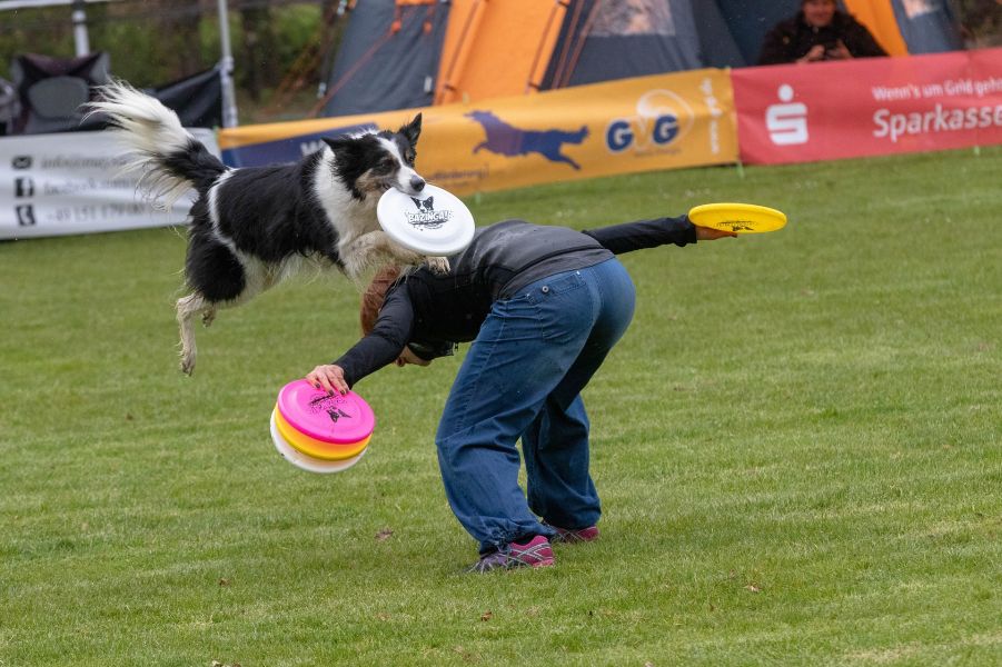 Een Border Collie springt op de rug van zijn eigenaar om een schijf te vangen tijdens de frisbee-training.