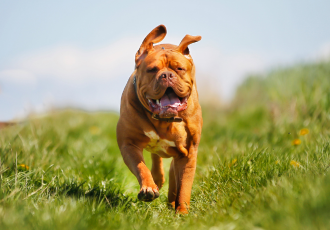 Bordeauxdogge loopt.