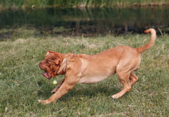 De Bordeauxdogge heeft plezier.