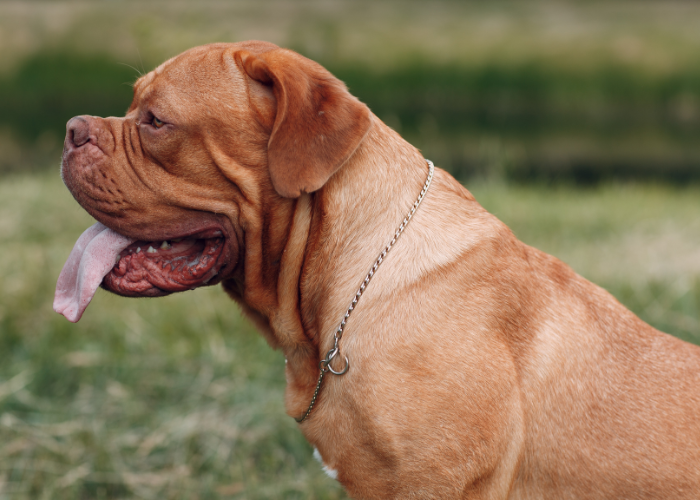 De Bordeauxdogge zit.