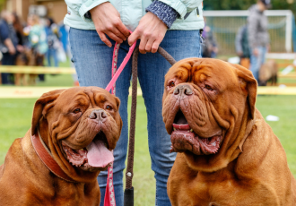 Twee Bordeauxdoggen.