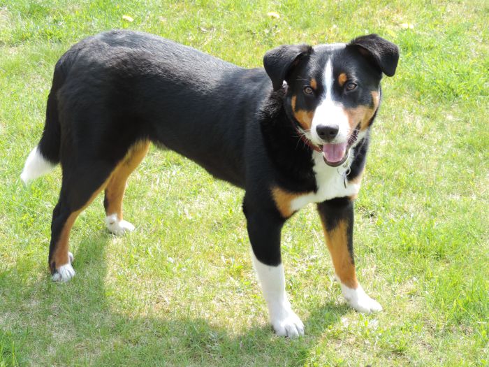 De Entlebucher is van gemiddelde grootte. Zijn vacht is driekleurig met wit, zwart en bruin.