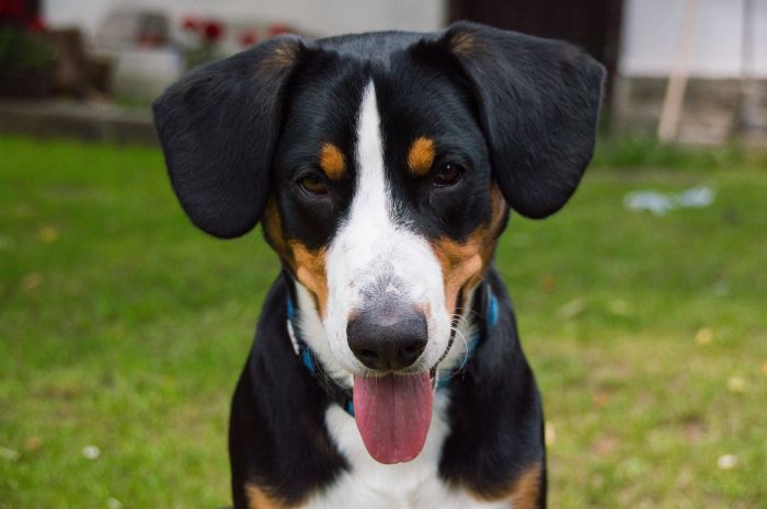 Op het hoofd van de Entlebucher bevindt zich een markante witte pijl.