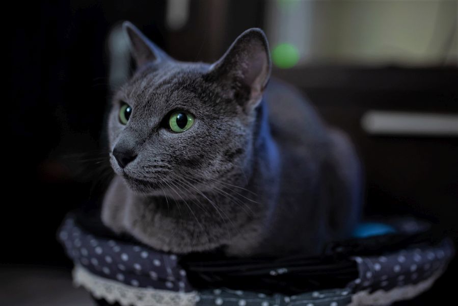 Russisch blauwe kat met intens groene ogen.