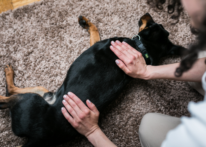 Fysiotherapie voor de hond.