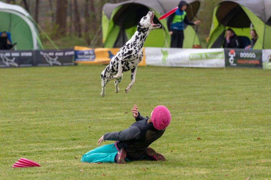 Een Dalmatiër vangt een frisbee in de lucht en springt over de begeleider.