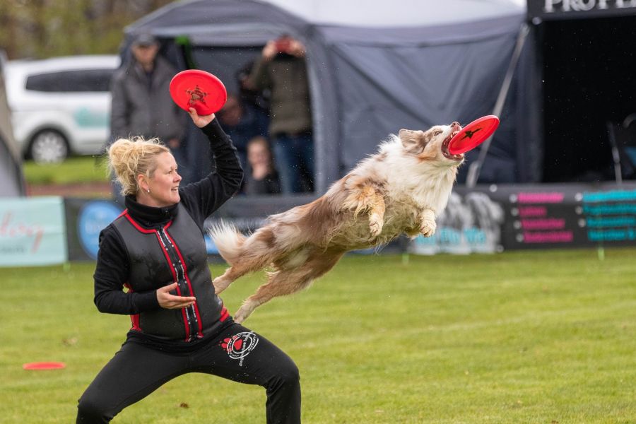 Een Australische herder vangt een frisbee tijdens de training.