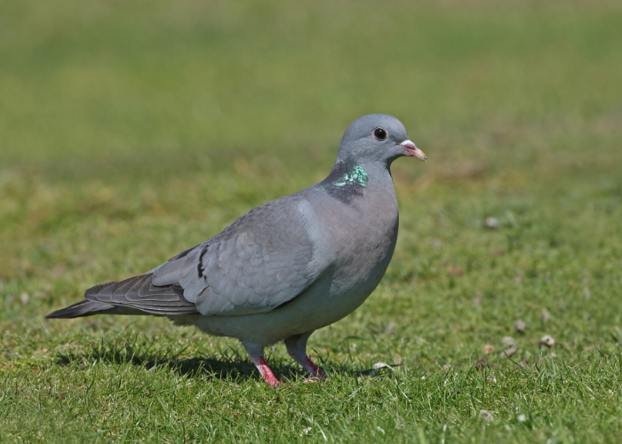 Blauwvleugelige duif