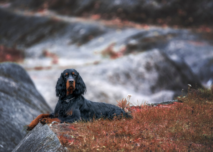 Schotse Setter Gordon ligt