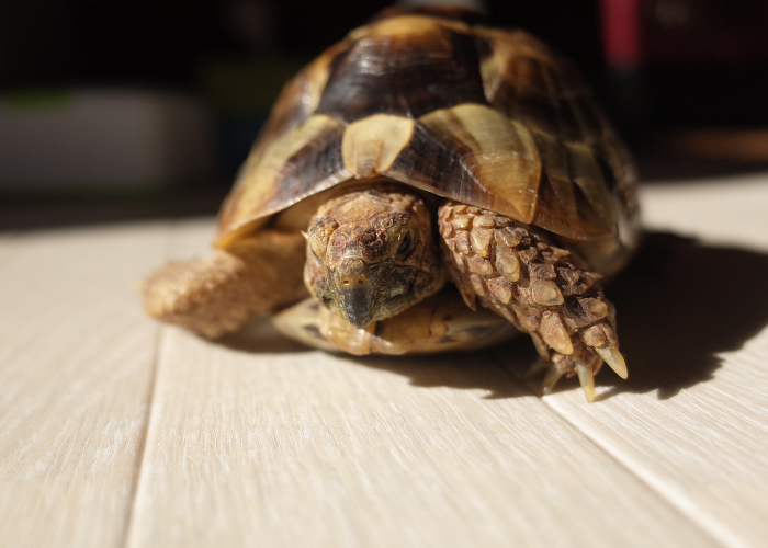 Griekse schildpad.