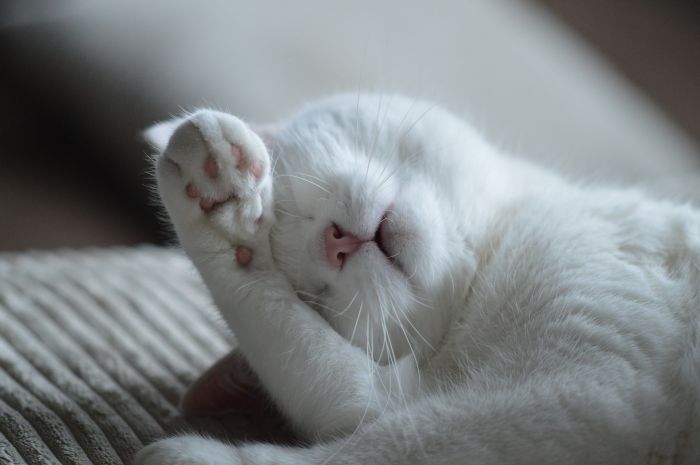 De kat wast zichzelf.