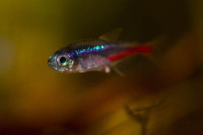 De Guppy of het Prachtogen.