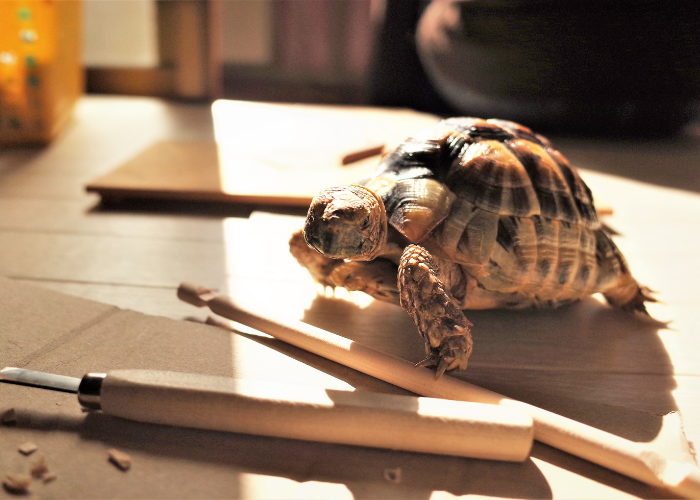 Griekse schildpad thuis.
