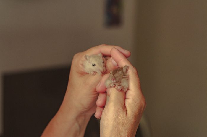 Twee kleine hamsters in de handen.