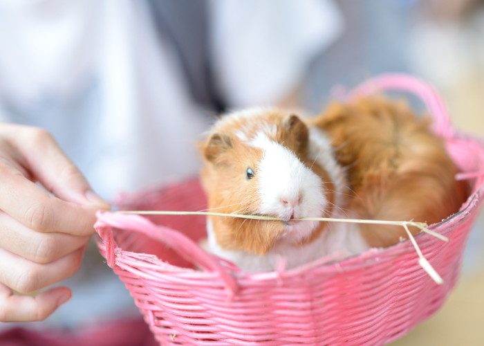 Wat moet je kopen voor een cavia-uitrusting?
