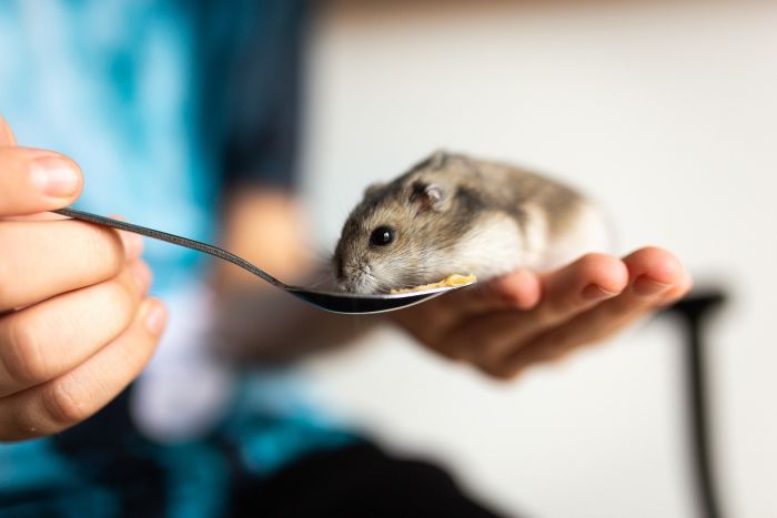Een hamster op de arm probeert van een lepel te eten.
