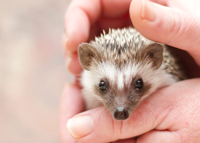 Witte Buikegel - Verzorging