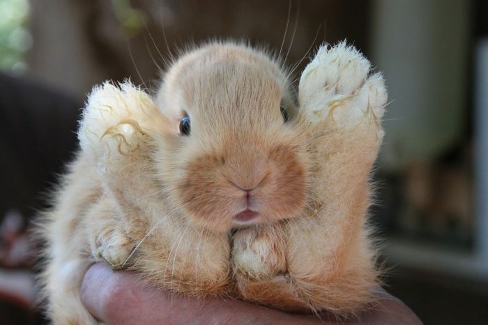 Het konijn ligt in de armen van zijn eigenaar.