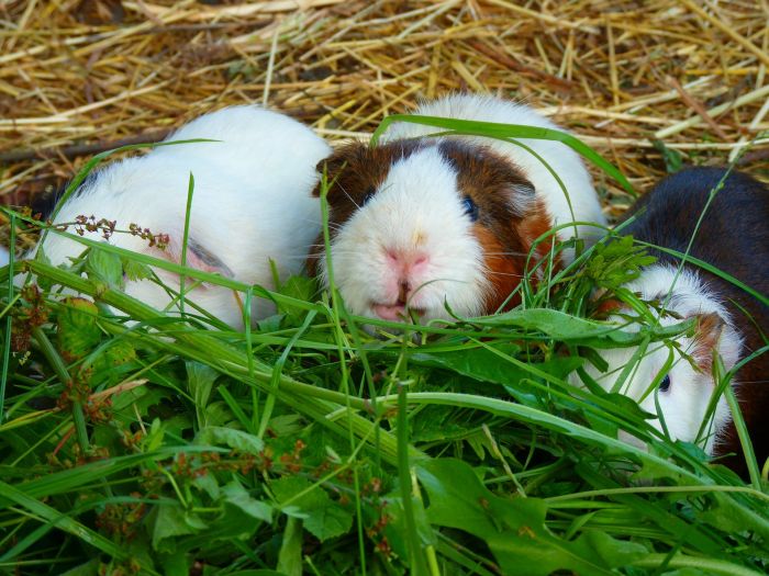 Drie cavia's eten vers gras.