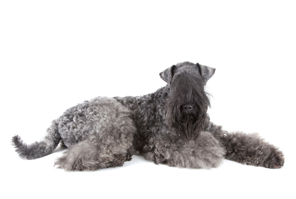 Kerry Blue Terrier volwassen.