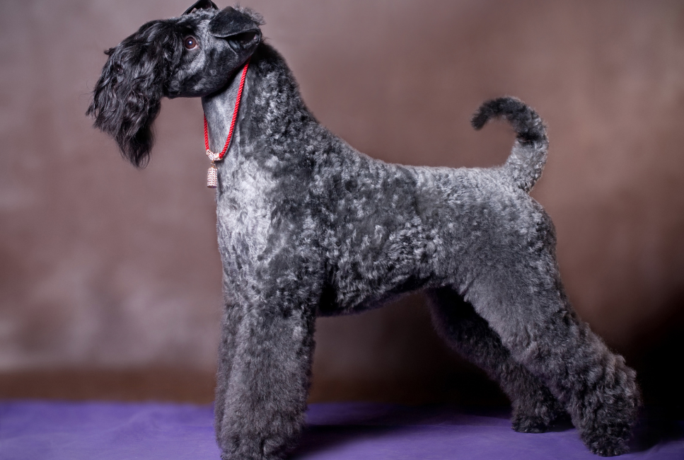 Kerry Blue Terrier FCI-standaard.