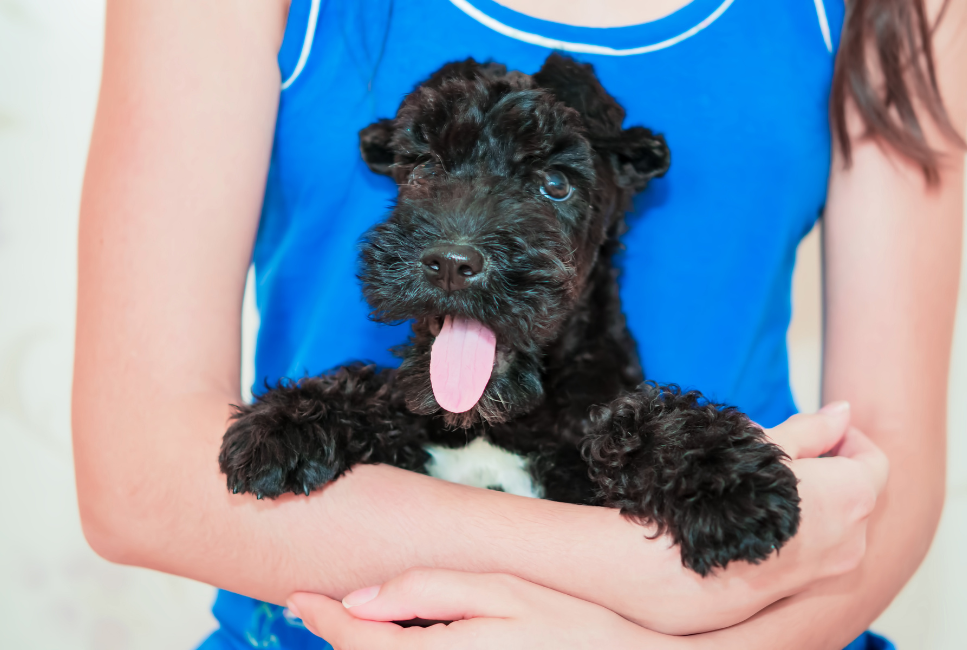 Kerry Blue Terrier puppy.
