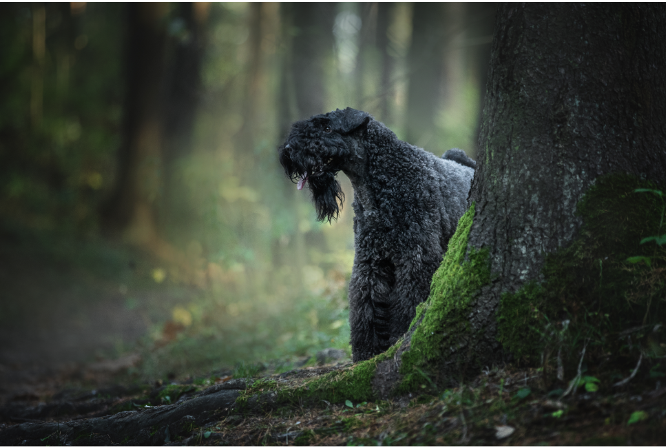 Kerry Blue Terrier in het bos.