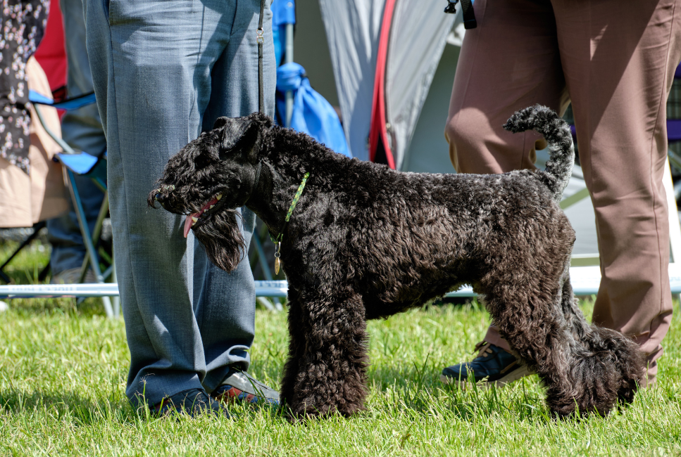 Kerry Blue Terrier op een hondententoonstelling.