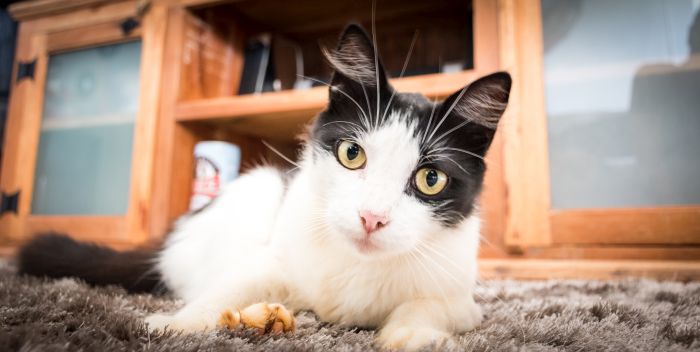 Een zwart-witte kat ligt op het tapijt.
