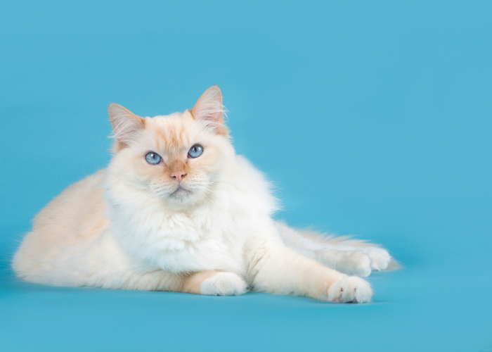 Kan het syndroom van Down bij een kat optreden?
