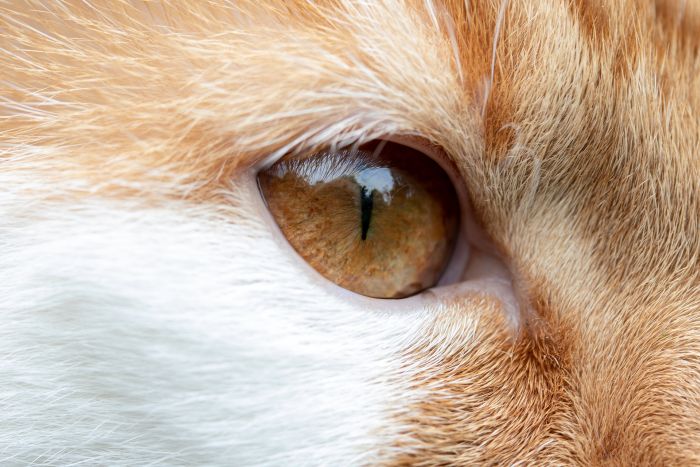 Kat met vernauwde pupillen