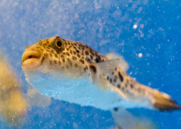 Twee-vlekkige stekelvis