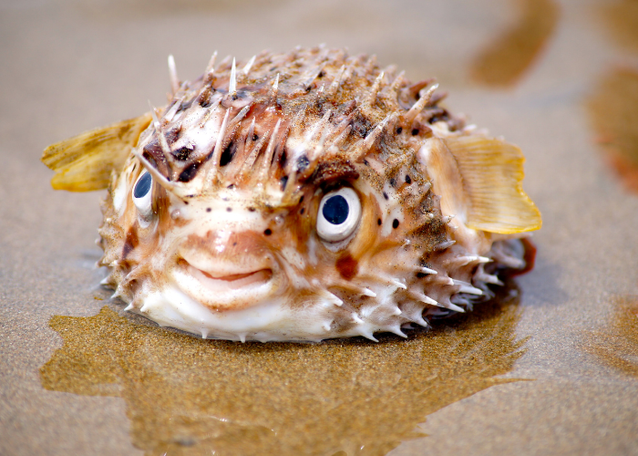 Kugelfisch in het zand.