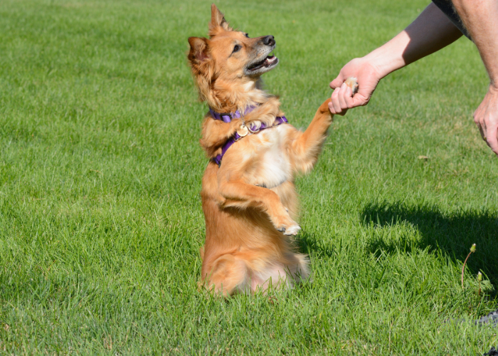 De hond geeft de poot.