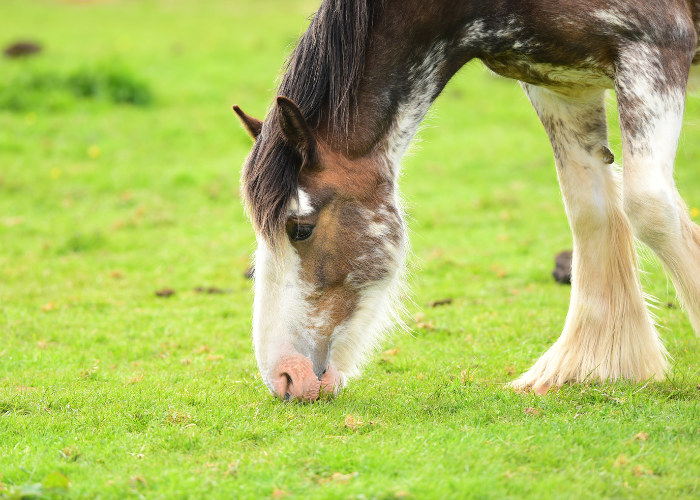 Een Clydesdale-paard knabbelt aan het gras.