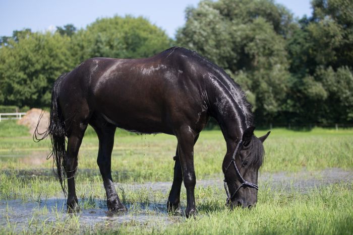 Friezenpaard op de wei