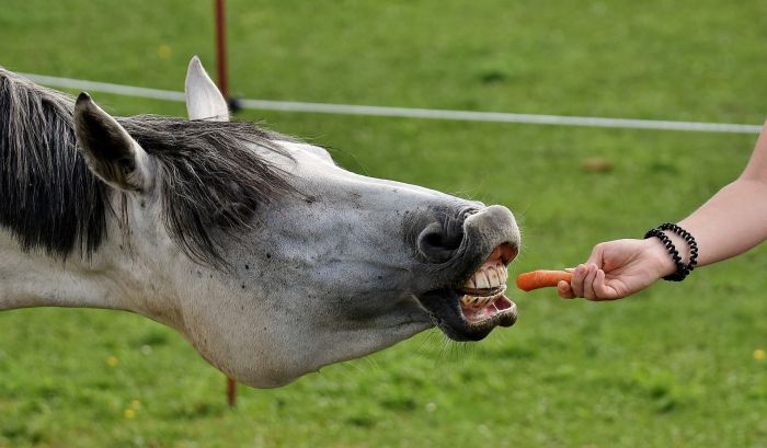 Paard eet wortel uit de hand van de eigenaar