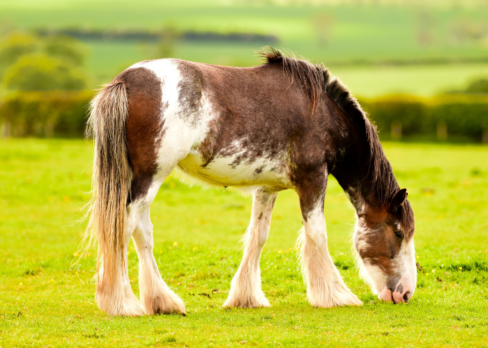 Schots Clydesdale-paard.