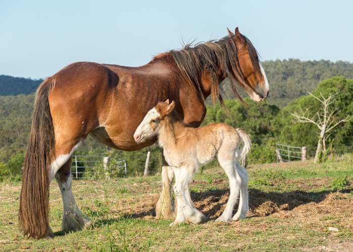 Paard en Clydesdale-veulen.